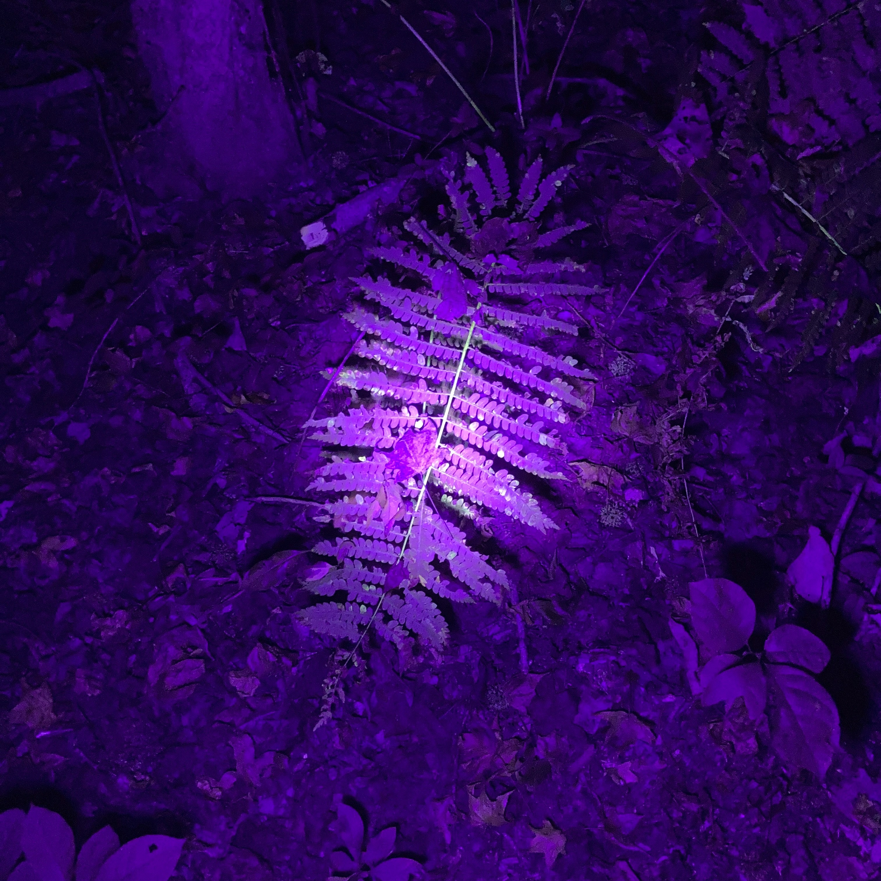 Nighttime Glow Hike - logo